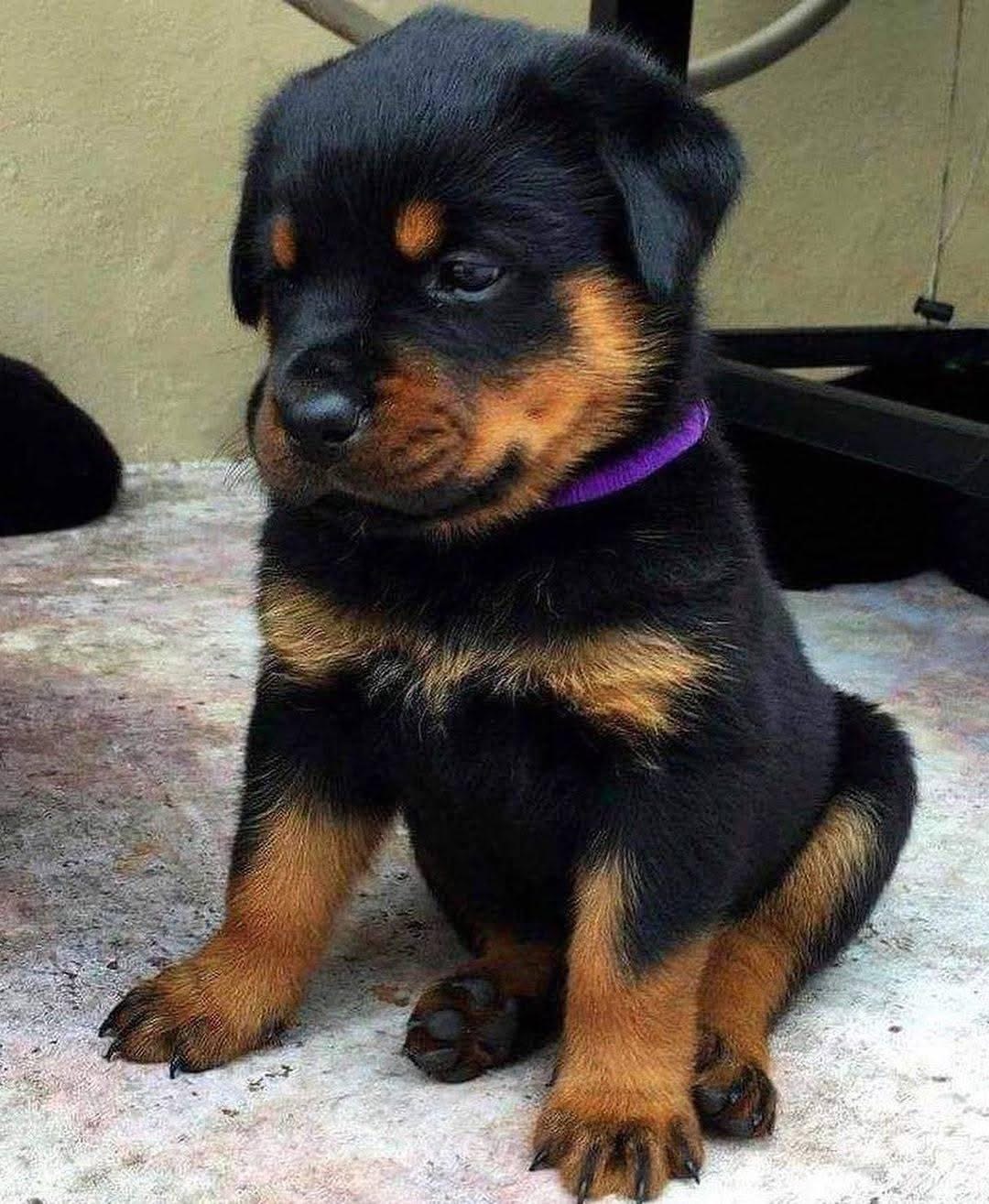Rottweiler puppy