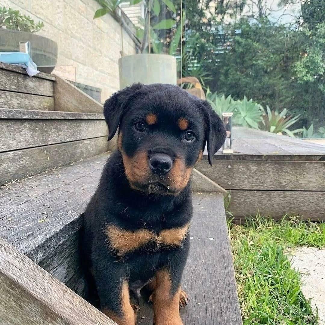 Nala, a black & mahogany Rottweiler puppy