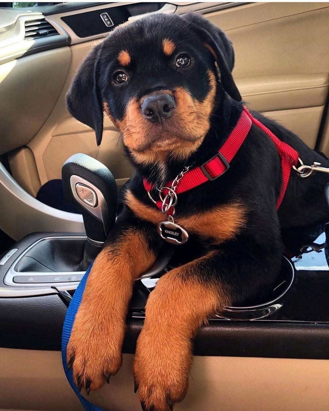 Bruno, a black & rust Rottweiler puppy