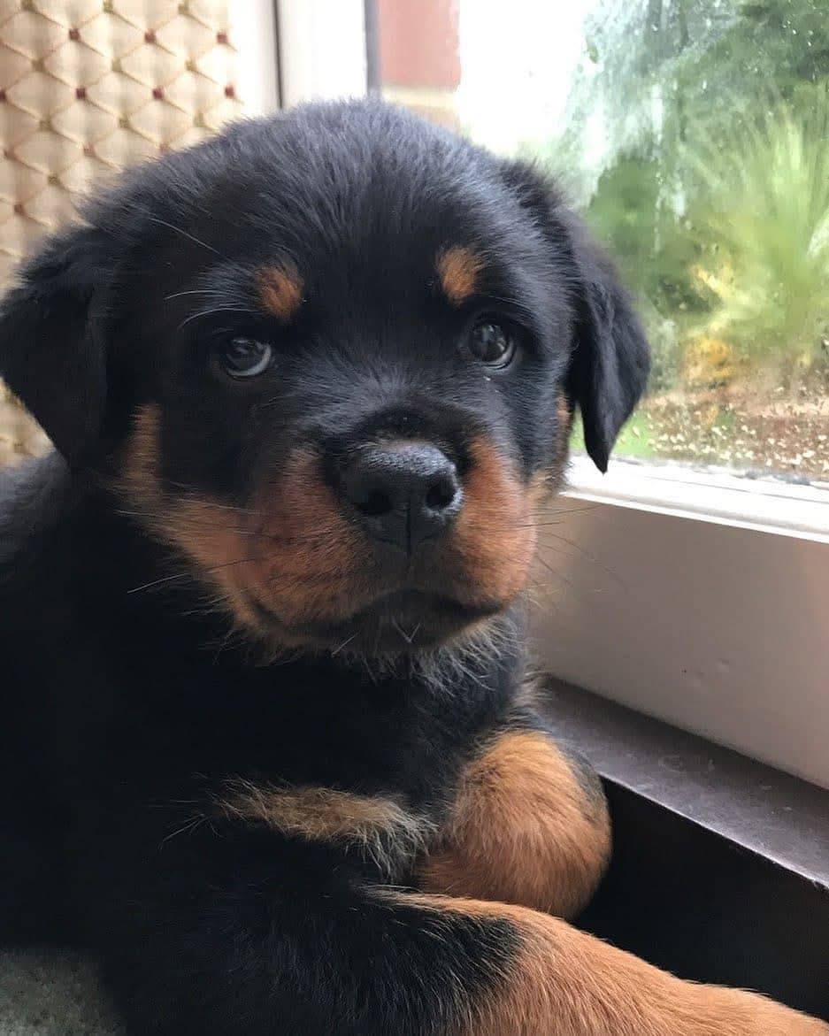 Sasha, a deep mahogany Rottweiler puppy