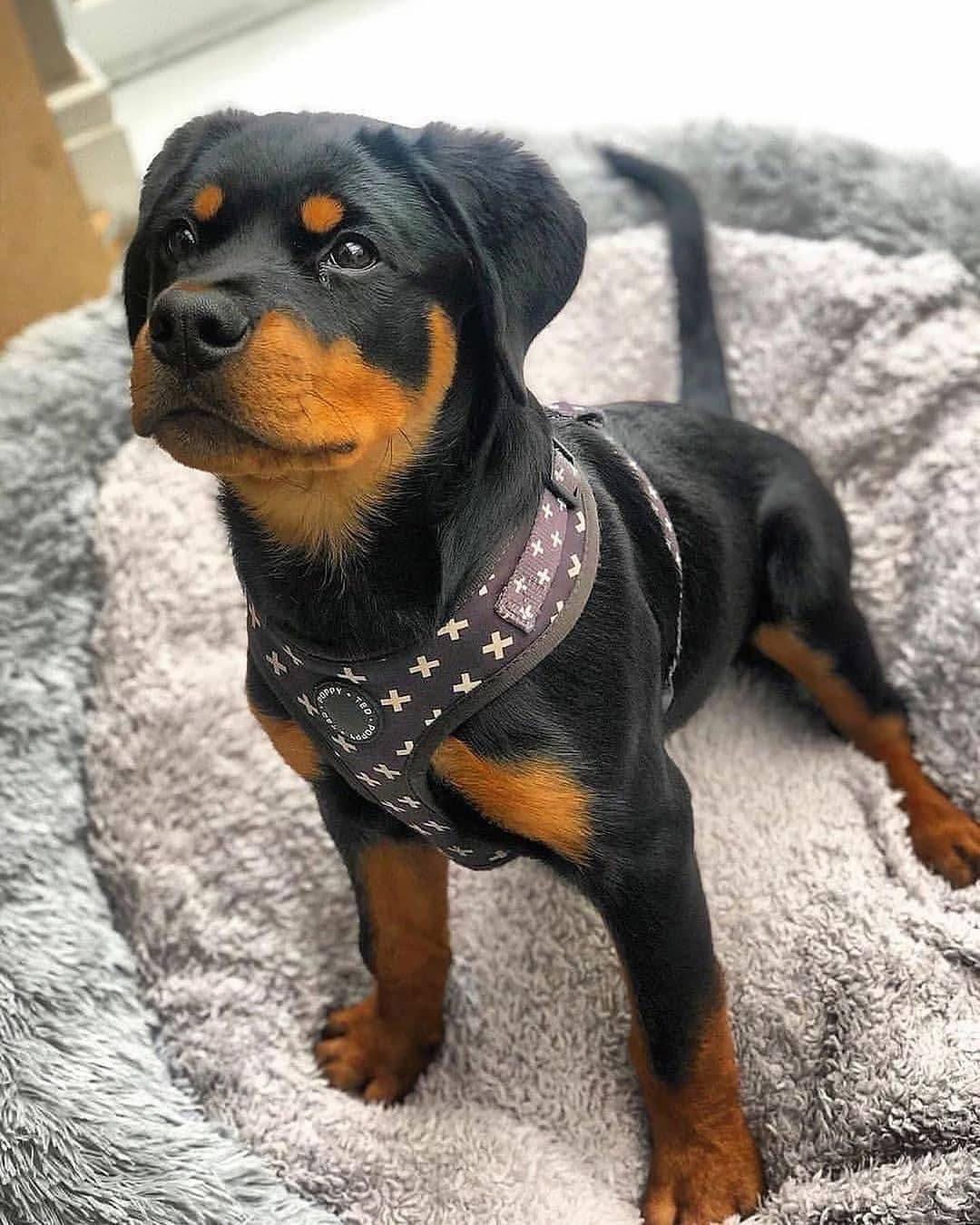 Rottweiler puppy