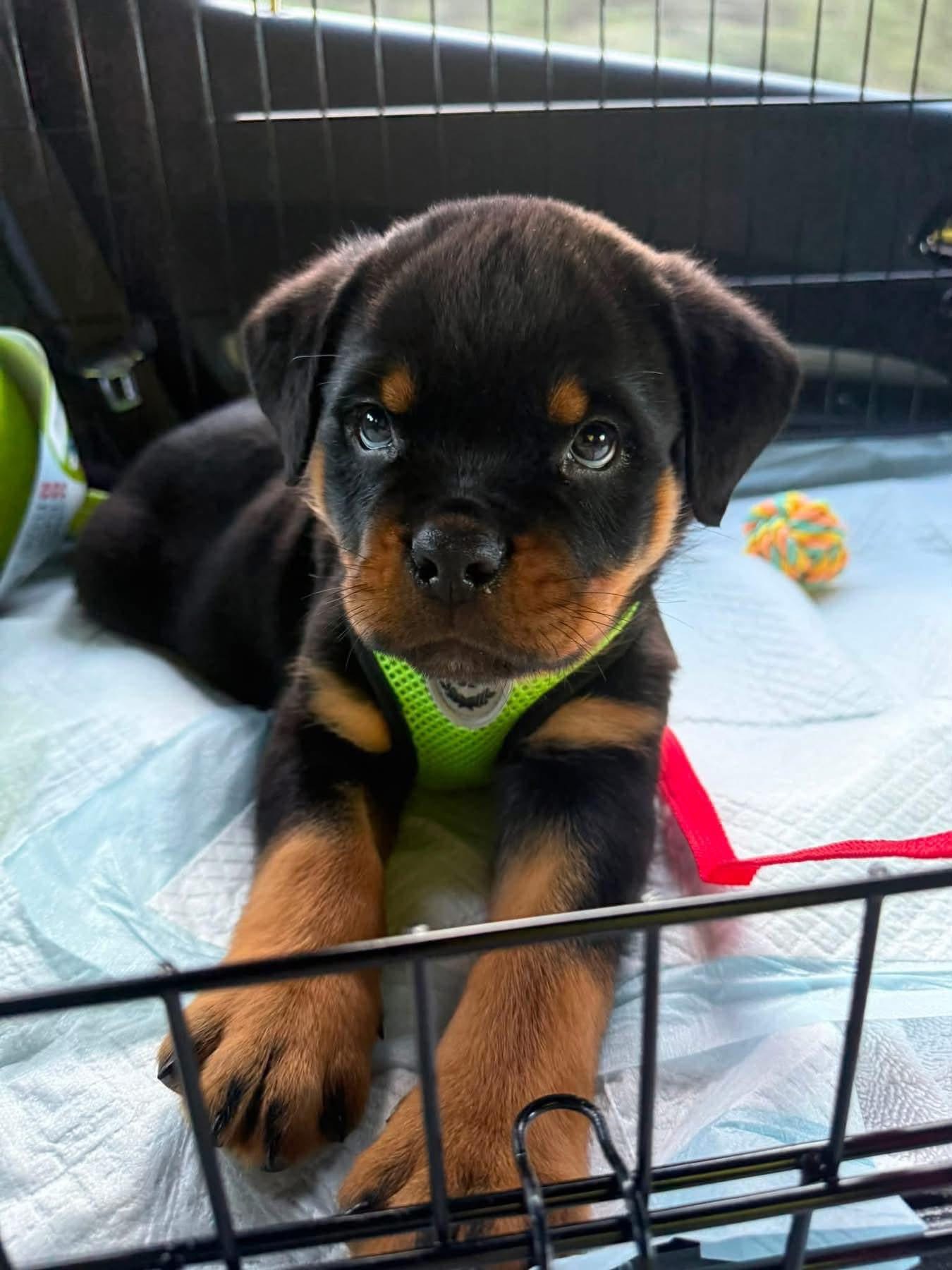 Freya, a black & mahogany Rottweiler puppy