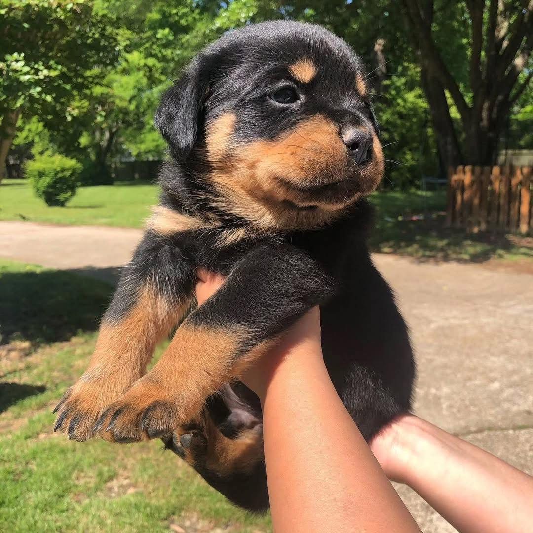 Rocco, a black & rust Rottweiler puppy