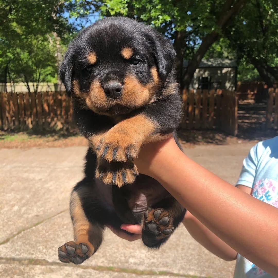 Zara, a deep mahogany Rottweiler puppy