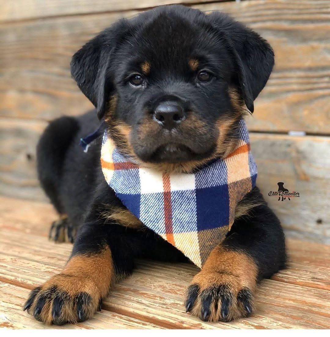 Diesel, a black & tan Rottweiler puppy