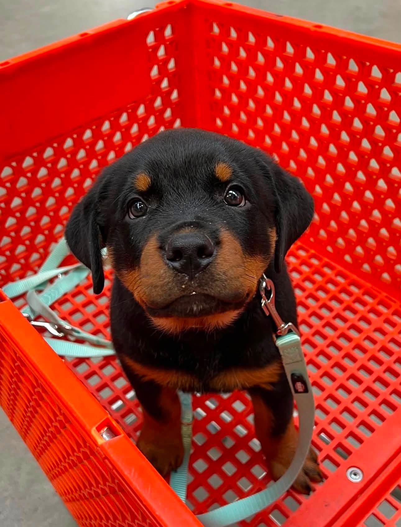 Athena, a black & mahogany Rottweiler puppy