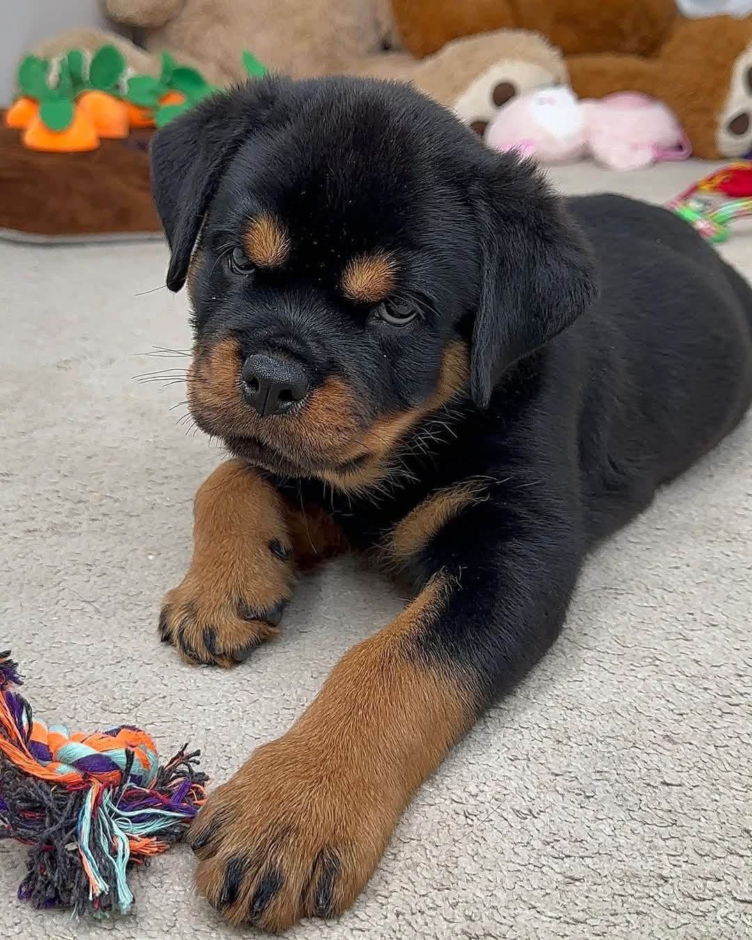Bear, a black & rust Rottweiler puppy