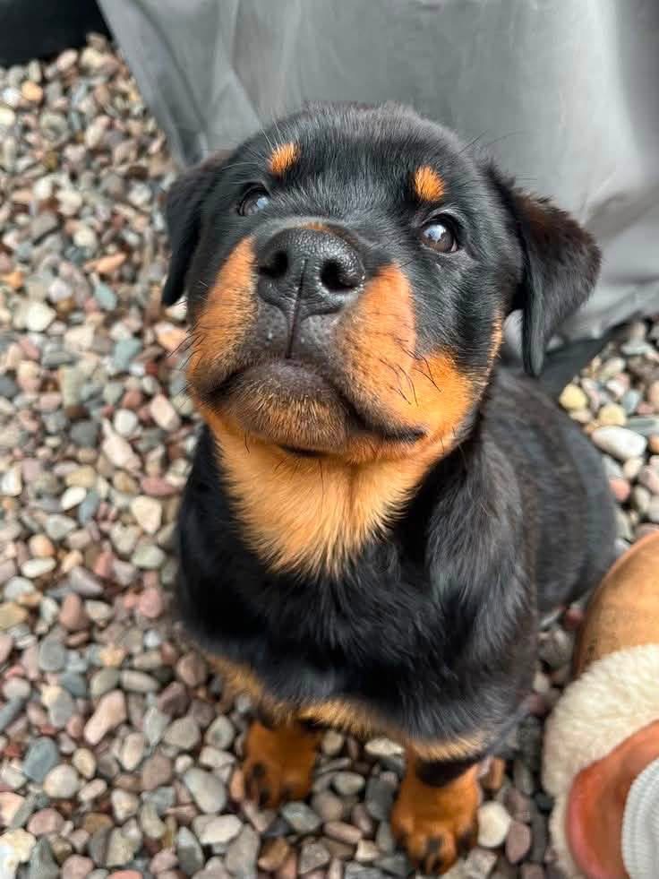 Juno, a deep mahogany Rottweiler puppy
