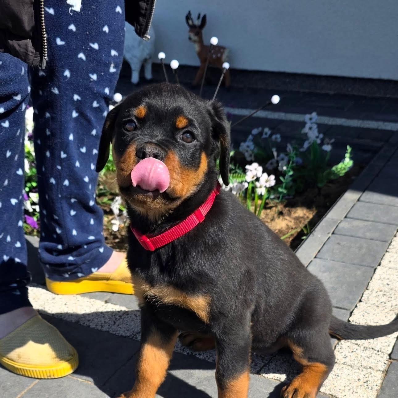 Maximus, a black & tan Rottweiler puppy
