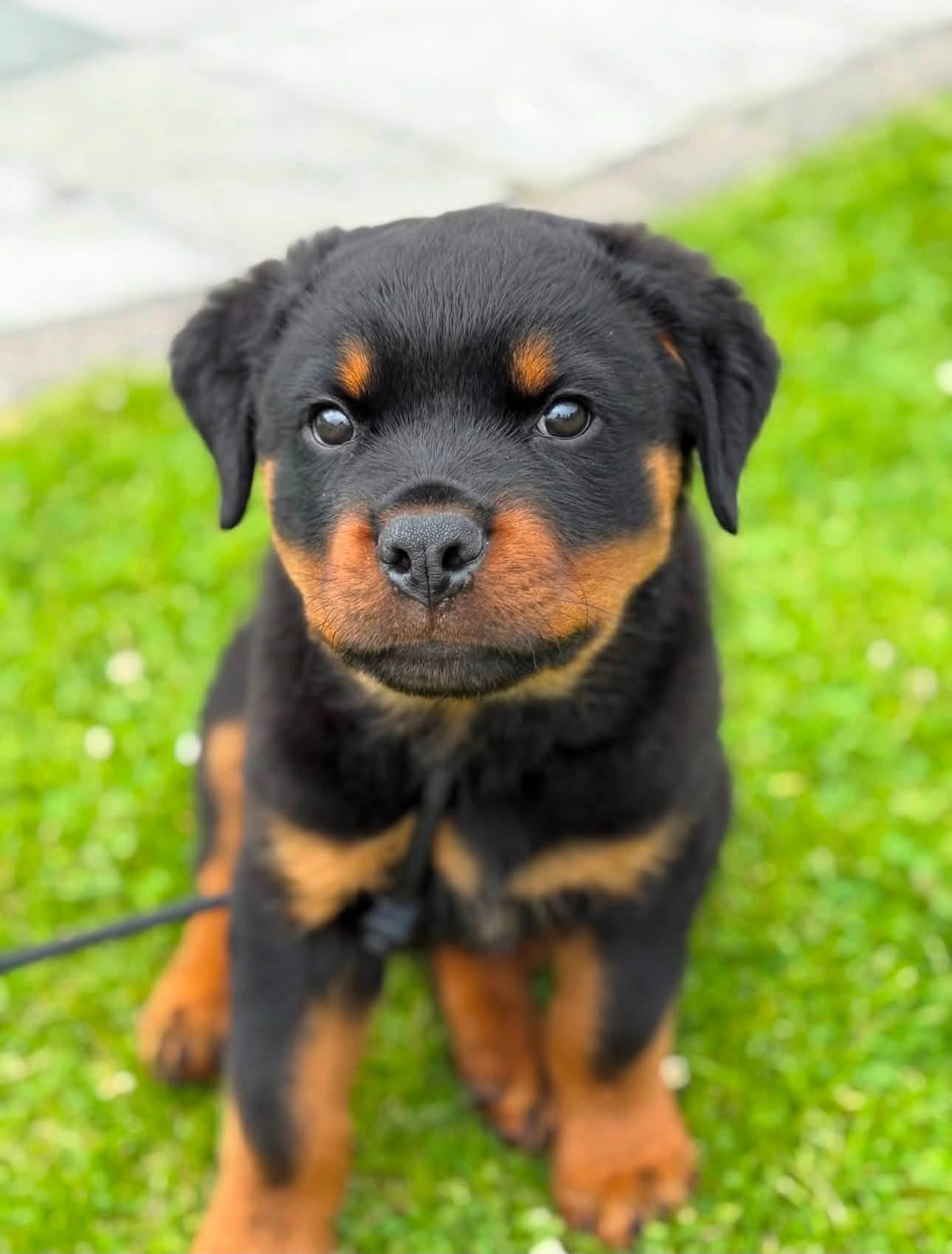 Vega, a black & mahogany Rottweiler puppy