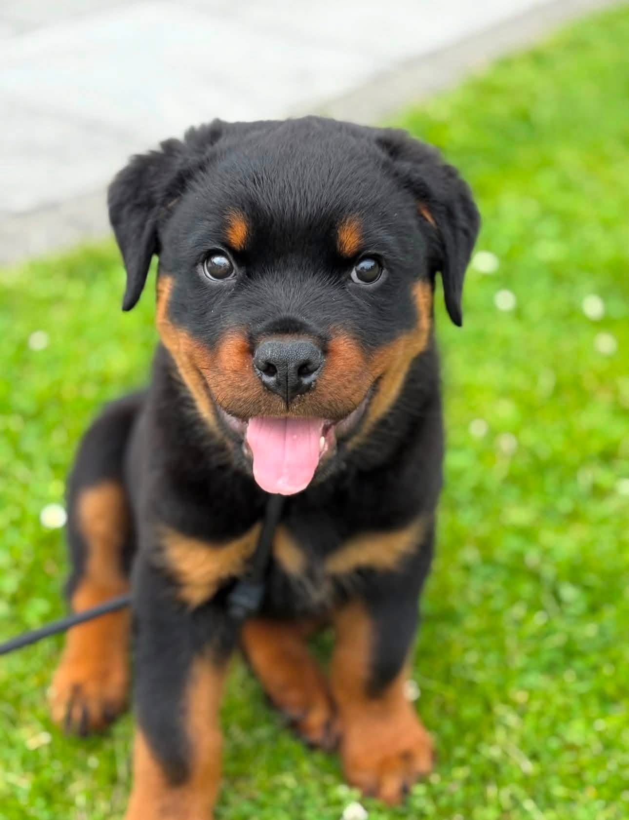 Onyx, a black & rust Rottweiler puppy